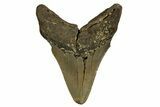 Bargain, Fossil Megalodon Tooth - North Carolina #328006-1